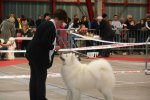 RCACIB Mâle Limoges 2015